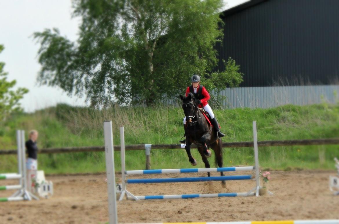 Hollandsk Varmblod Benneton <3 - Første stævne 20-05-2013, her i en LF (70 cm.)
Foto: Daddy. billede 18