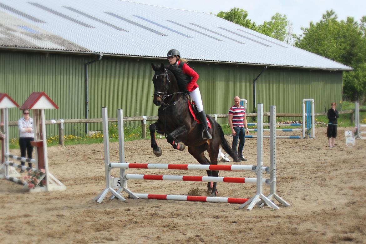 Hollandsk Varmblod Benneton <3 - Sød hest <3
Foto: Daddy. billede 13