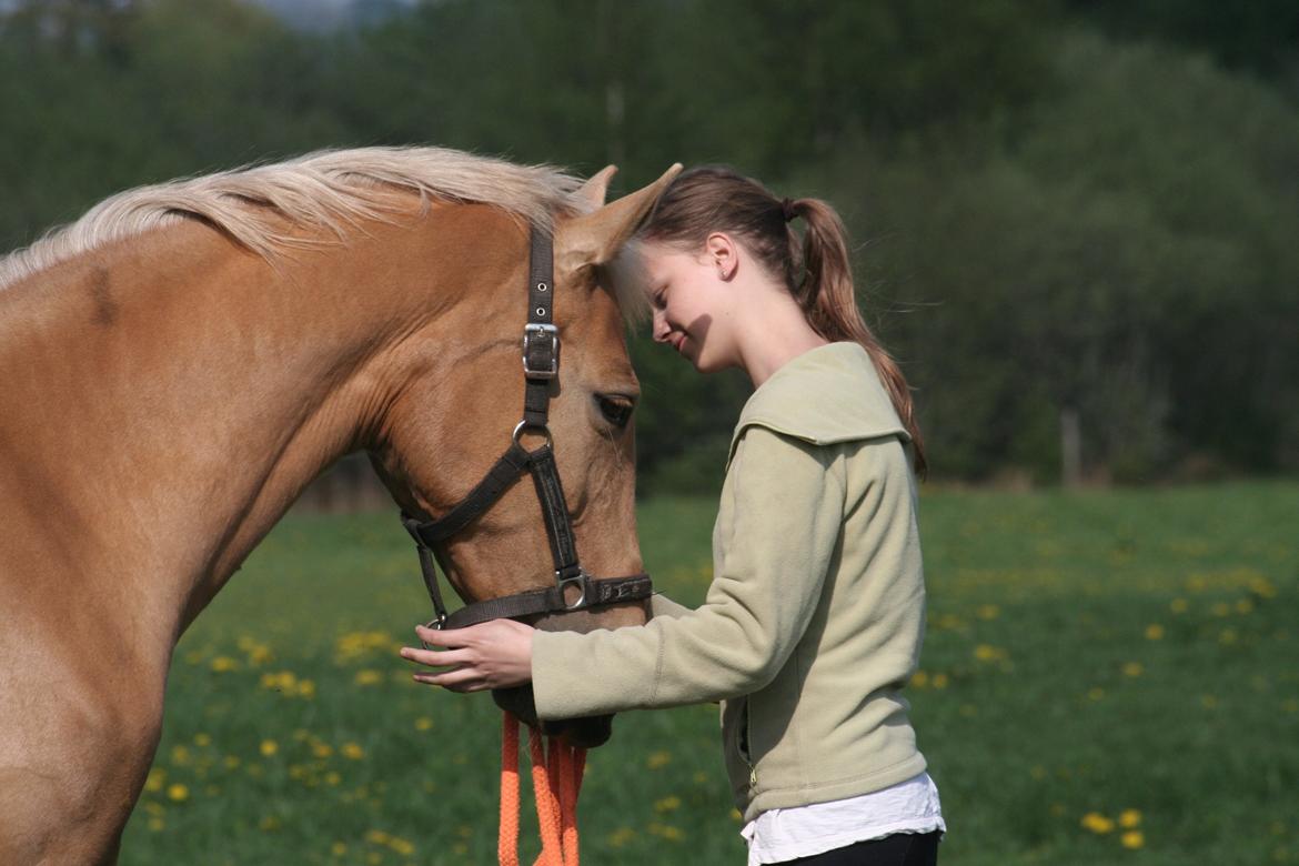 Palomino Chess Stauslykke - Hyggestund på folden
Foto: Siw billede 13