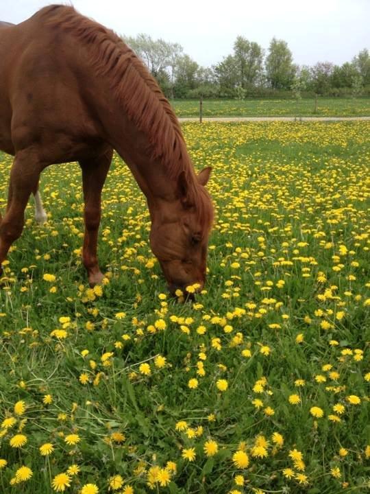 Anden særlig race Mr. Lonely [Der var engang..] billede 12