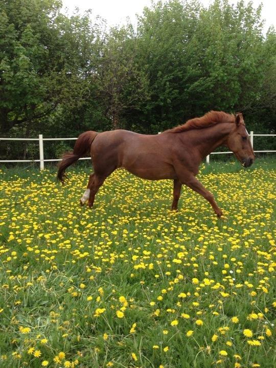 Anden særlig race Mr. Lonely [Der var engang..] billede 16