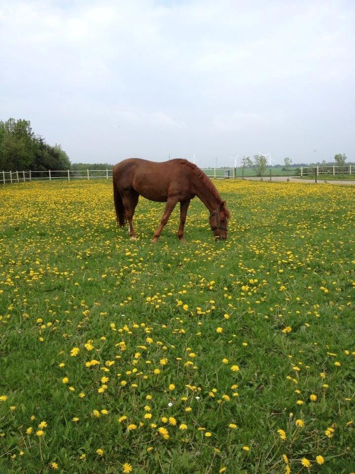 Anden særlig race Mr. Lonely [Der var engang..] billede 11