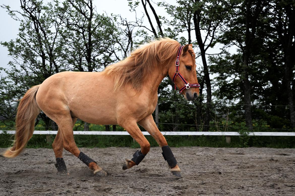 Anden særlig race Baby aka. Tino Von Rebel - 19. maj, 2013 - Fridressur med Tino, der havde det så sjovt, at han tillod sig selv at slå sig løs. ;) Vi hyggede!.. billede 6