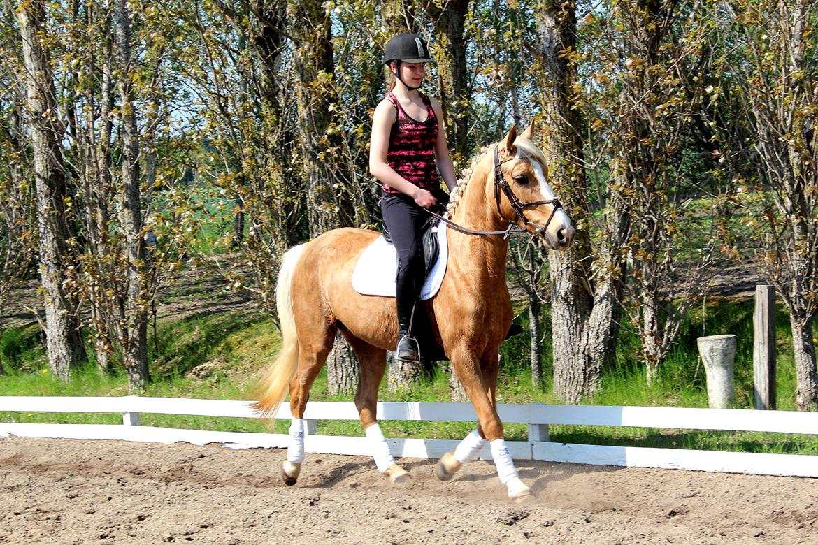 Palomino |  Citta <3 billede 14