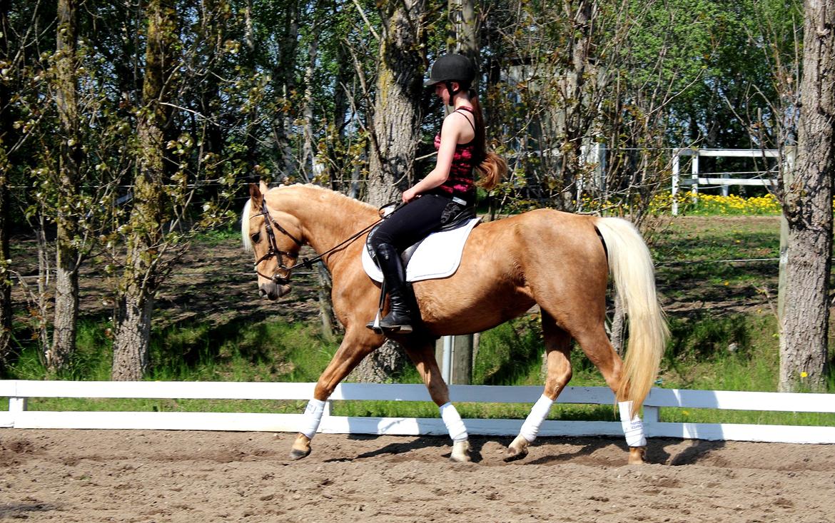 Palomino |  Citta <3 billede 18