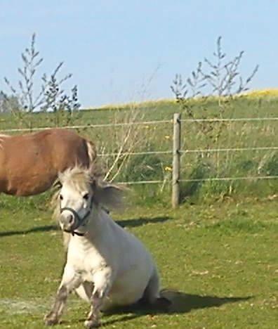 Miniature Casie - Lige ved at rejse sig efter at have rullet!:) billede 1