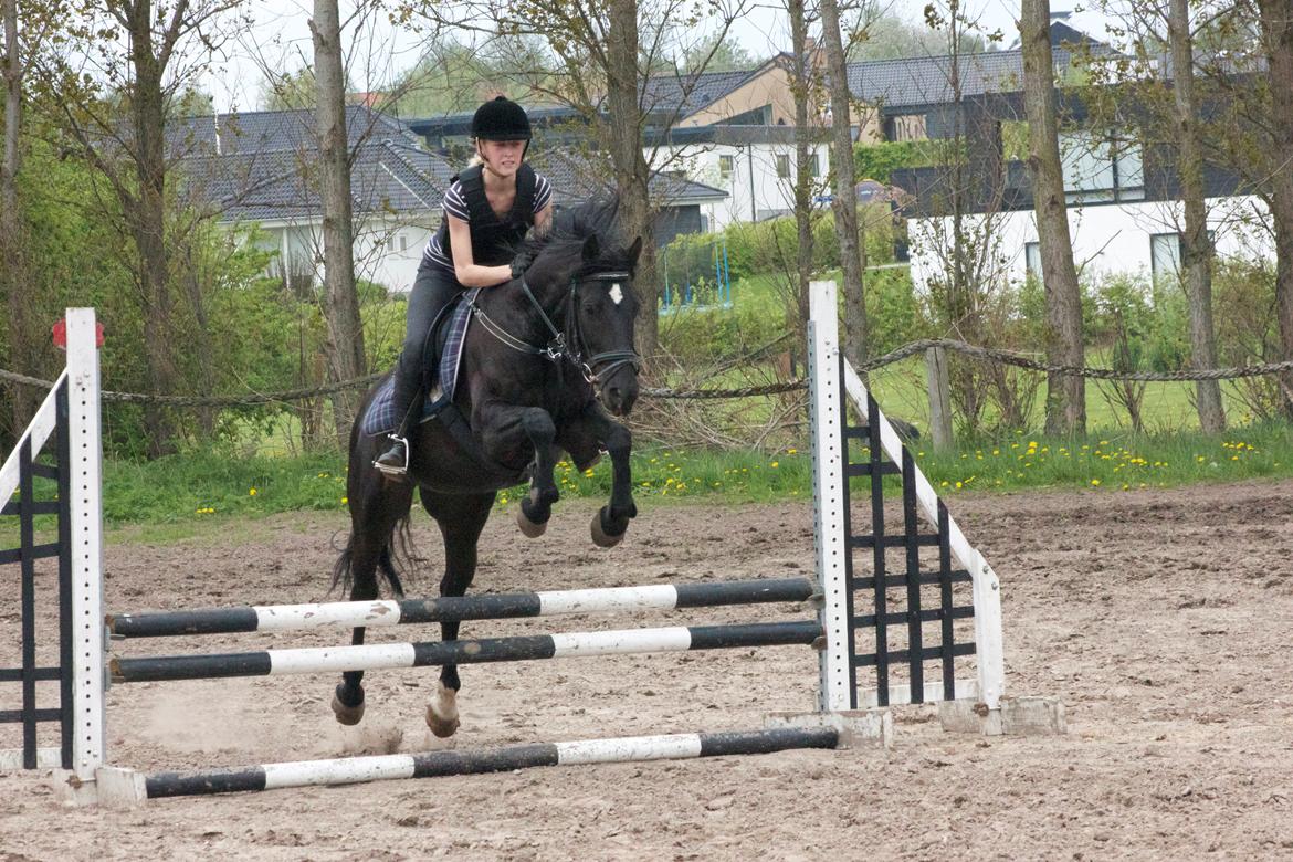 Anden særlig race Timon billede 4