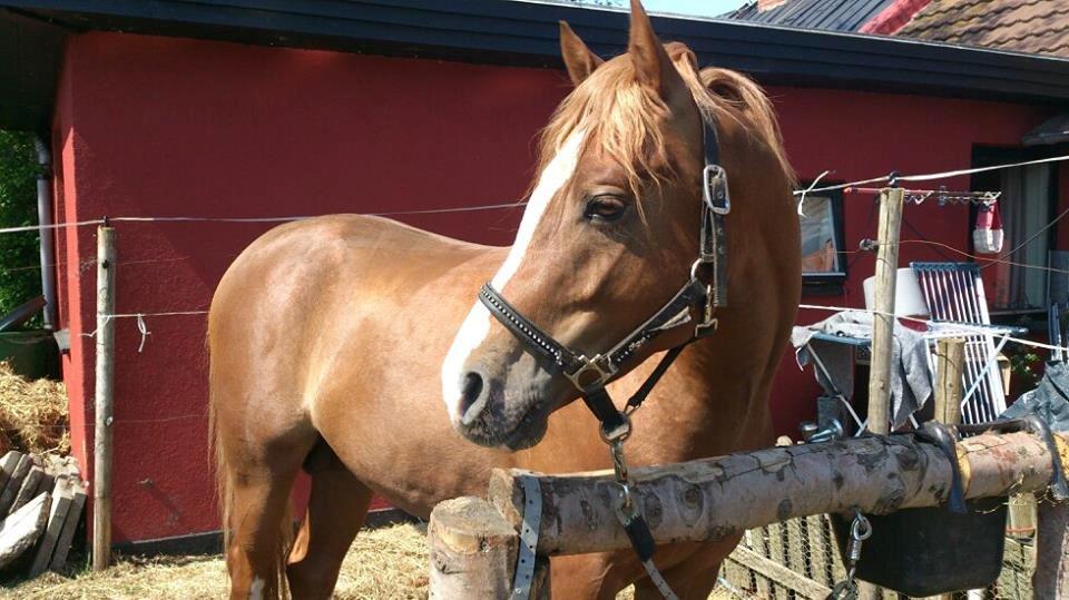 Anden særlig race Flamboyante Bijou billede 19
