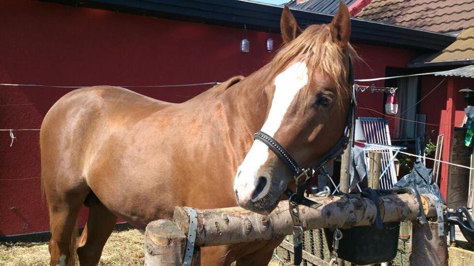 Anden særlig race Flamboyante Bijou billede 20