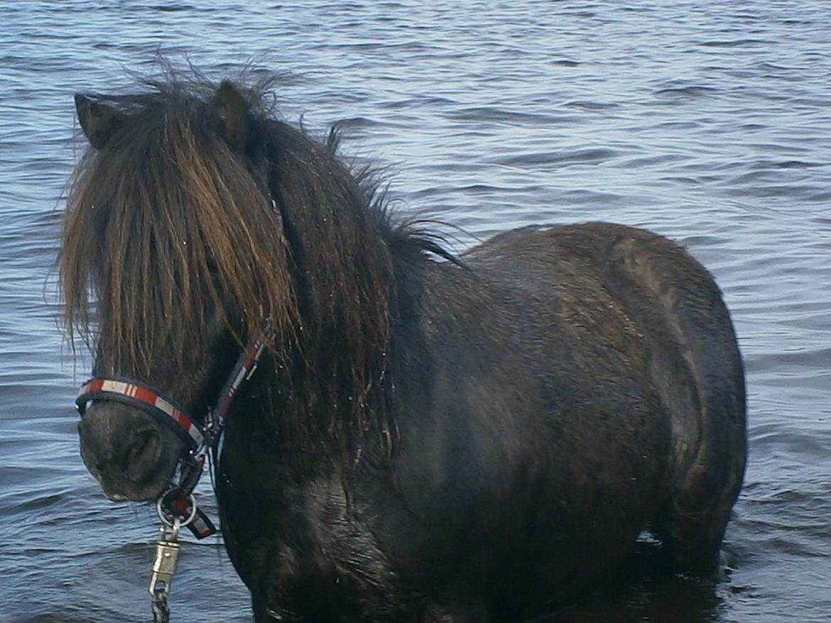 Shetlænder Milimeter - første gang vi var ne og bade:) hun var så sød!:) billede 1