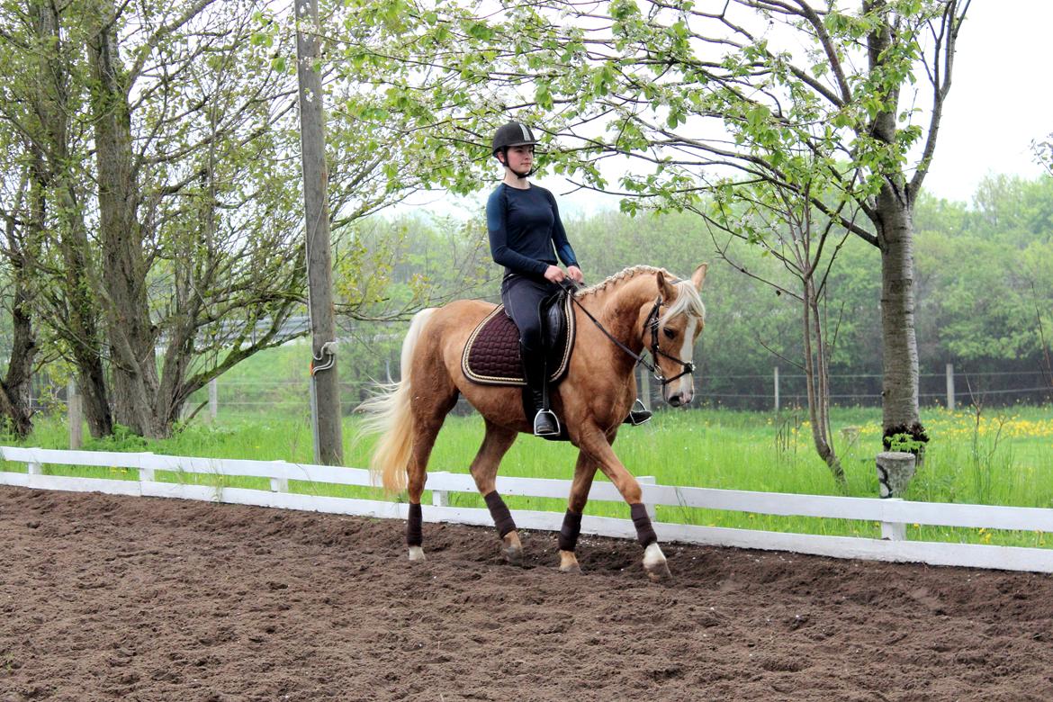 Palomino |  Citta <3 billede 11