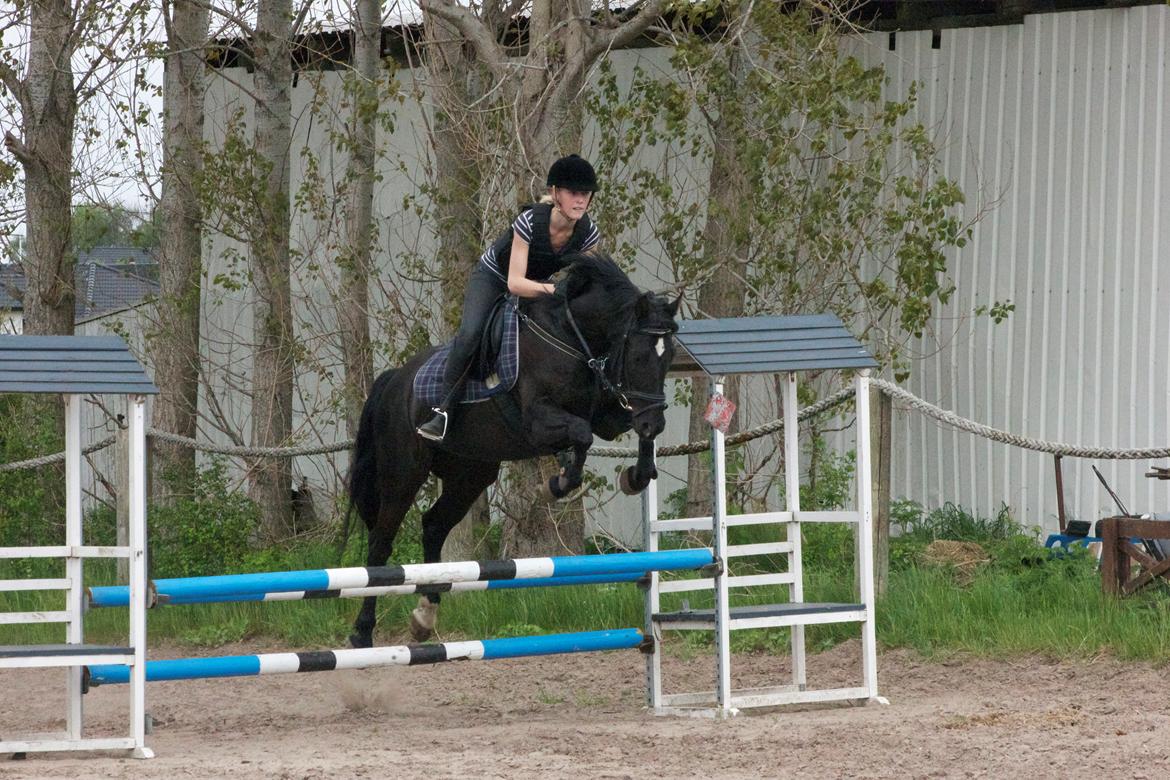 Anden særlig race Timon - Springtræning :) billede 7