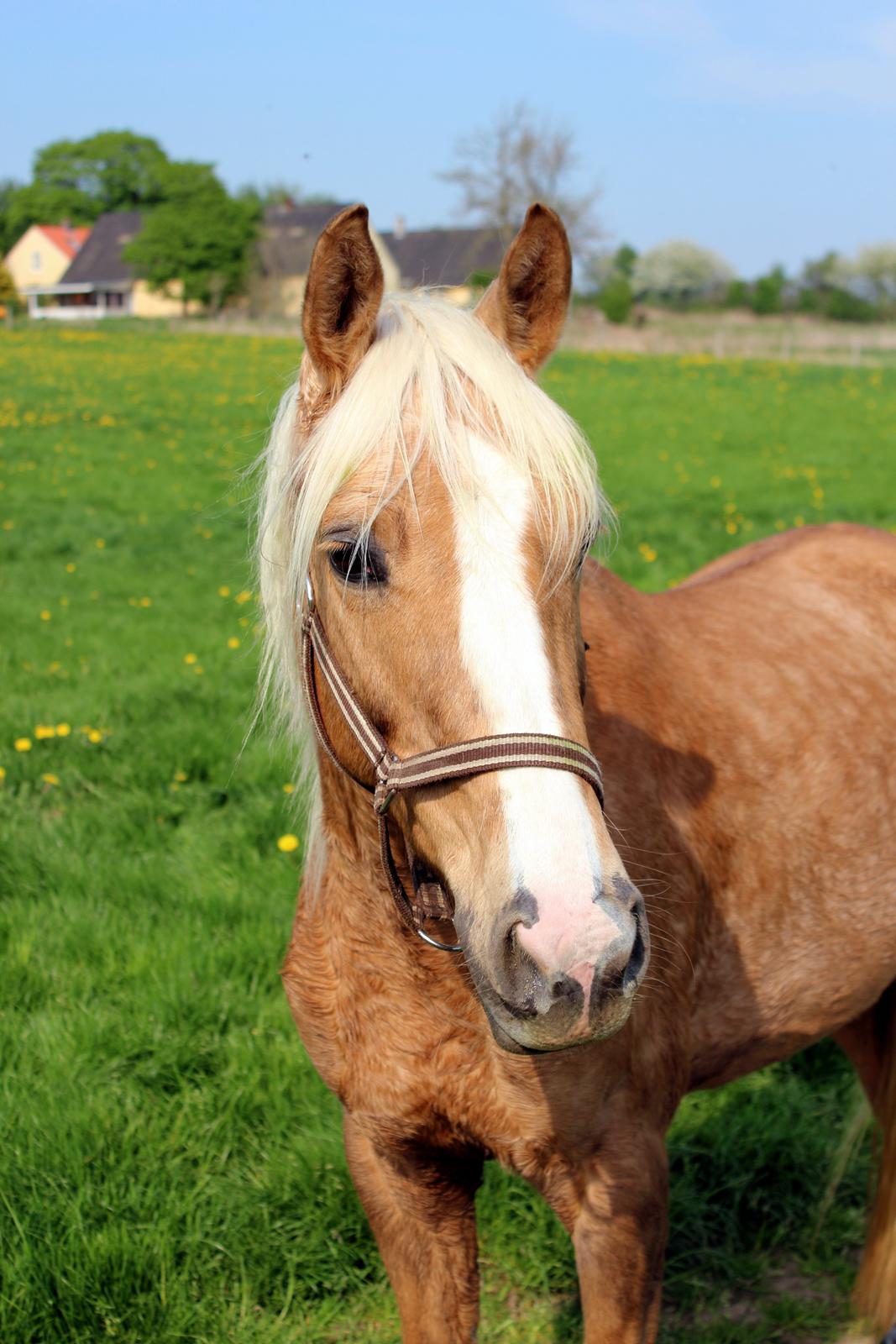 Palomino |  Citta <3 billede 26