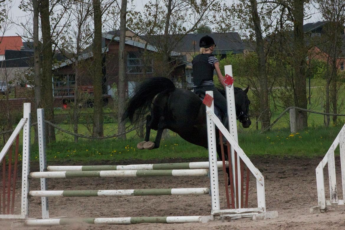 Anden særlig race Timon billede 8