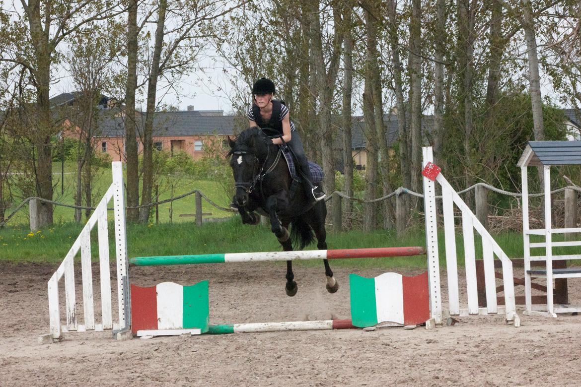 Anden særlig race Timon - Springtræning ;) billede 2