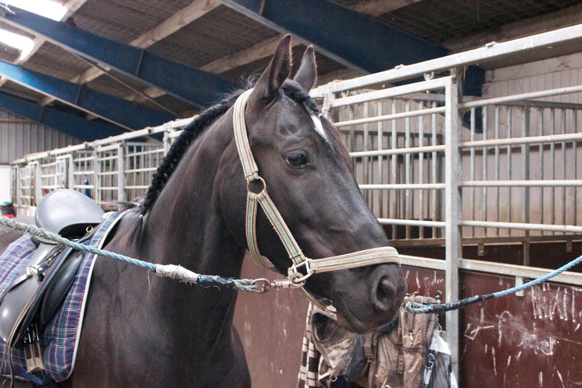 Anden særlig race Timon - Timon med hingstefletning :) billede 3