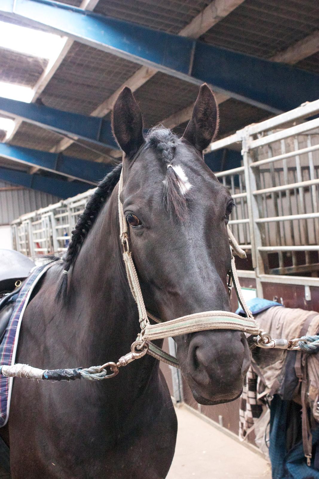 Anden særlig race Timon - Smukke Timon :) billede 6