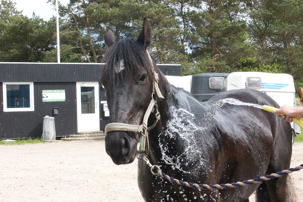 Anden særlig race Timon - Timon bliver vasket efter en "hård" dressurtræning i varmen. 20.5.2013 billede 10