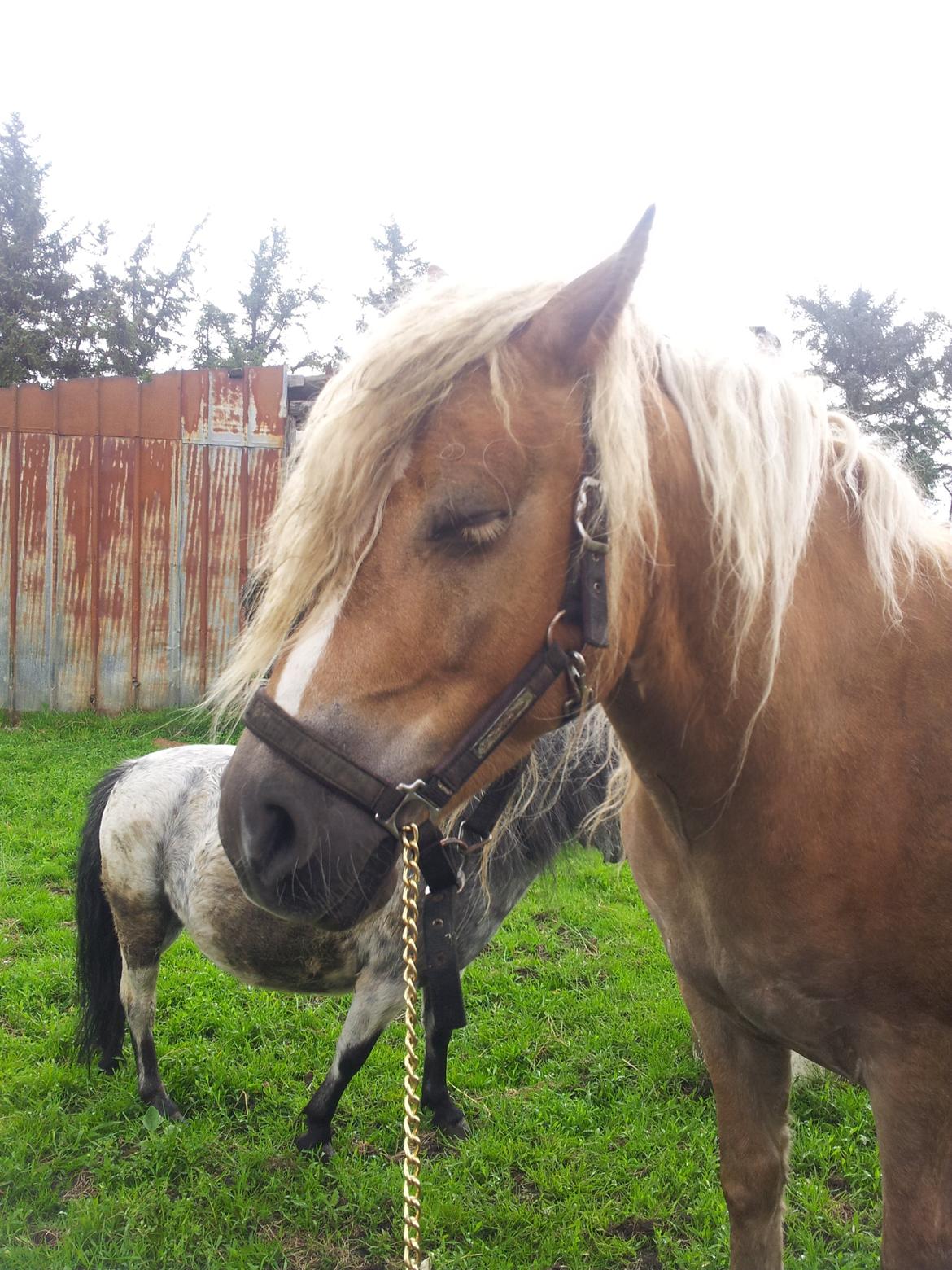 Haflinger Princess billede 8