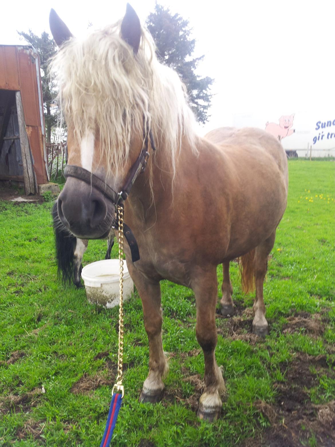 Haflinger Princess billede 9