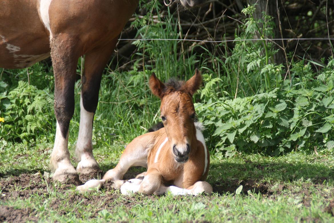 Anden særlig race Miss Casia billede 2
