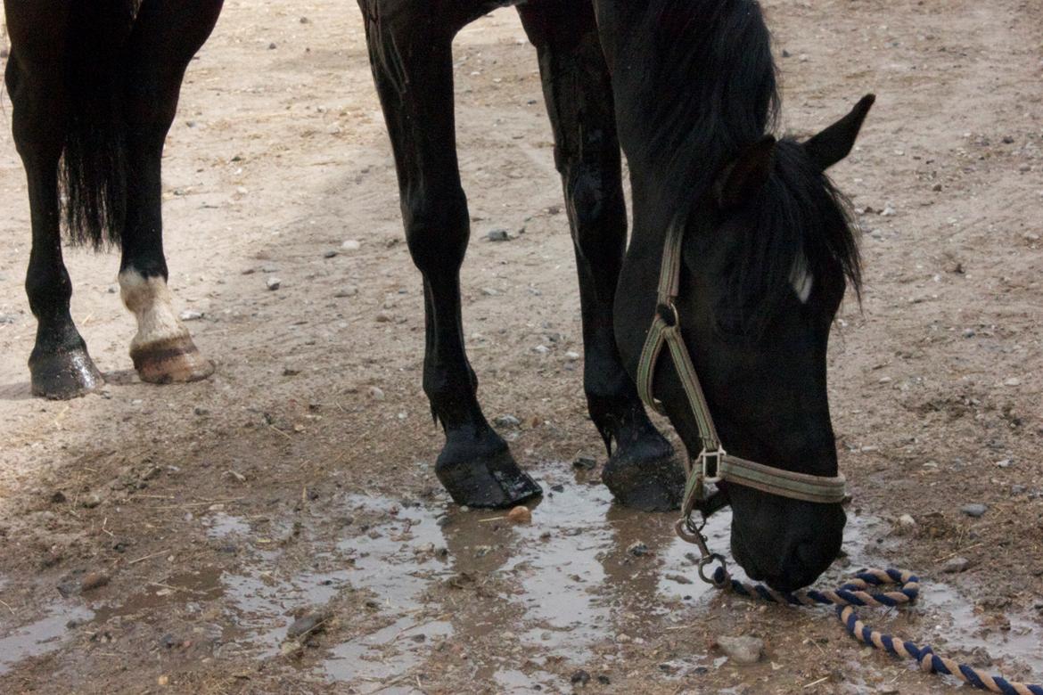 Anden særlig race Timon - Uhh vand ;) billede 11