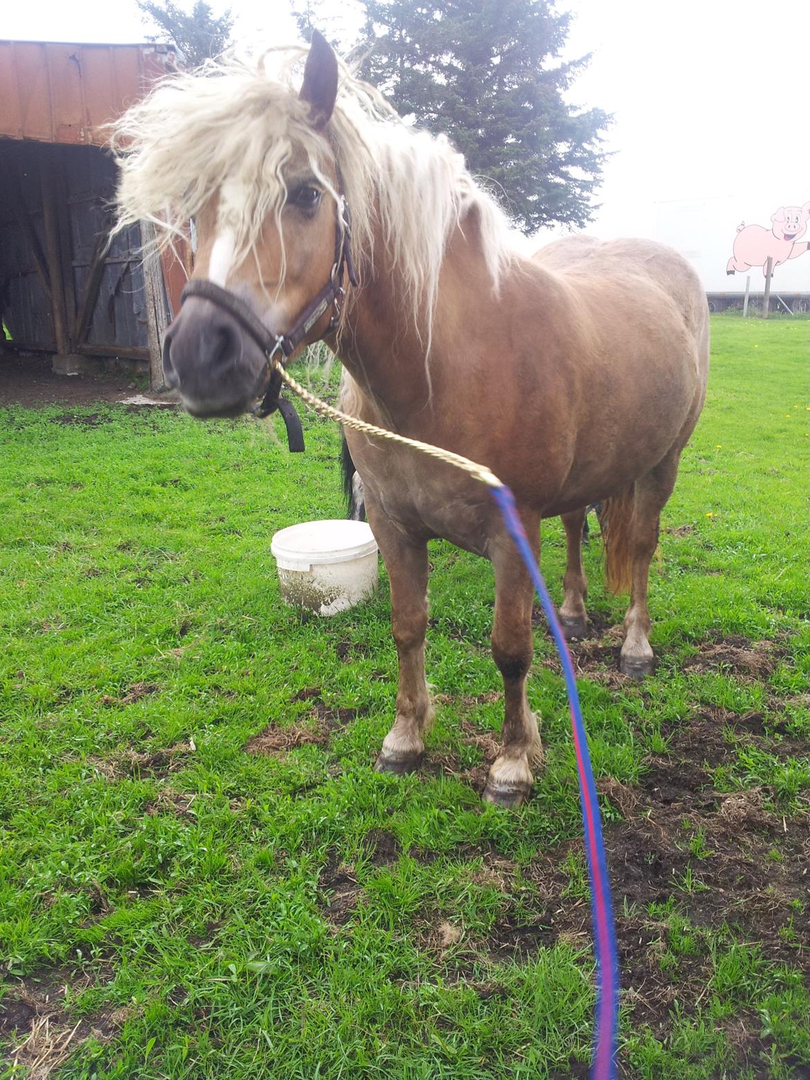 Haflinger Princess billede 10