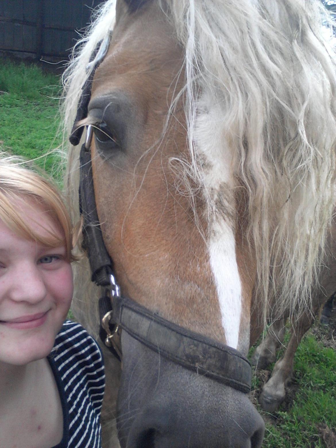 Haflinger Princess billede 11