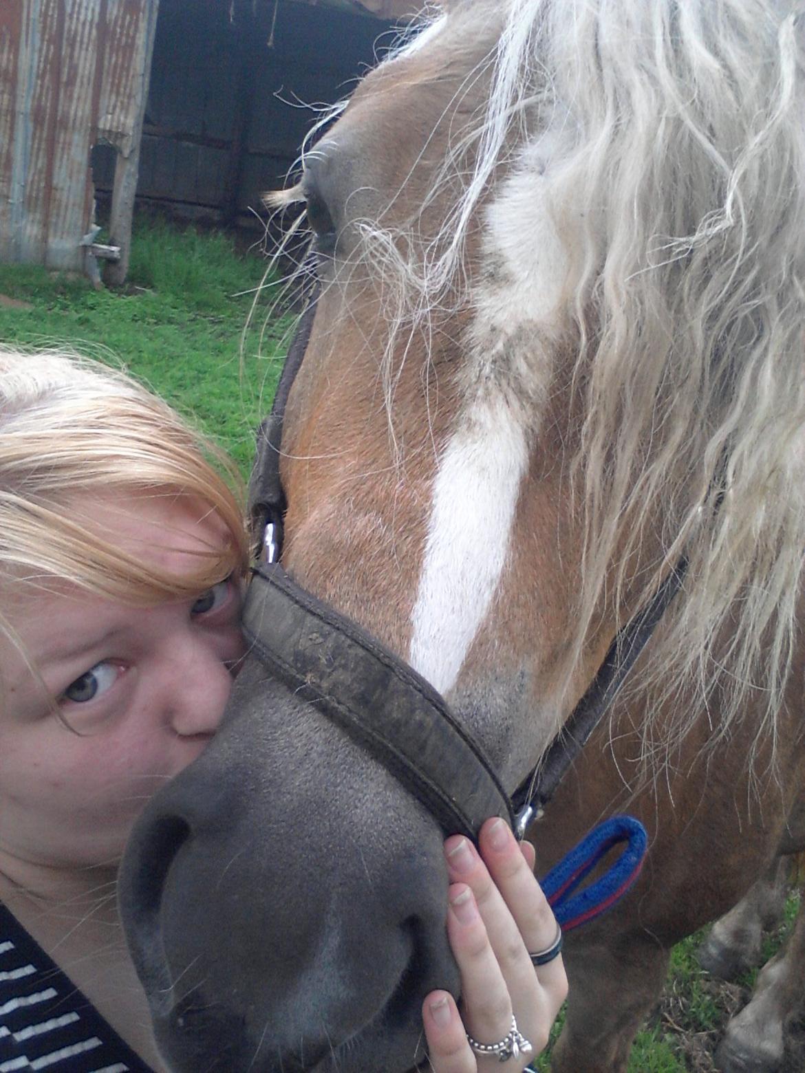 Haflinger Princess billede 13