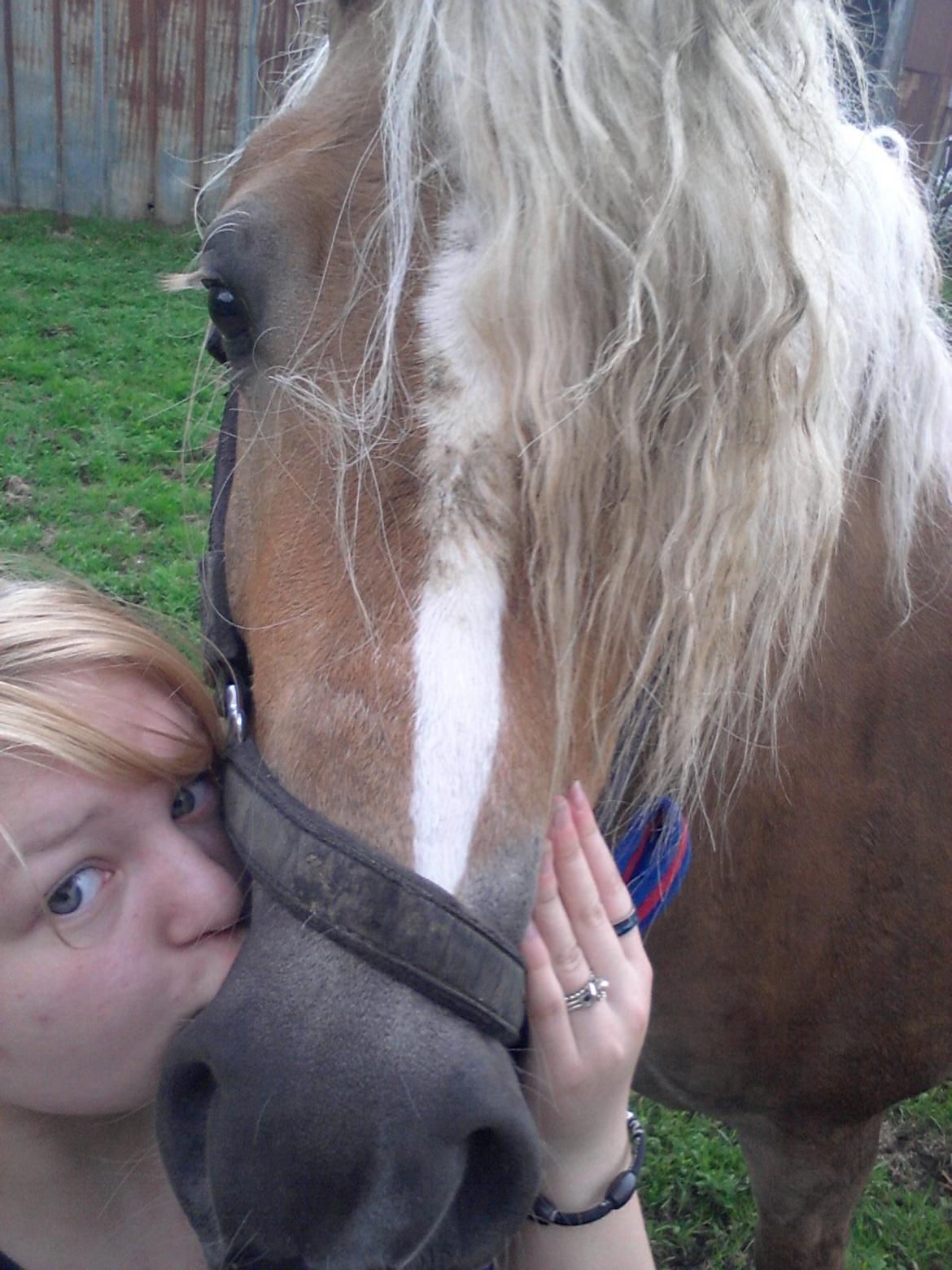 Haflinger Princess billede 12