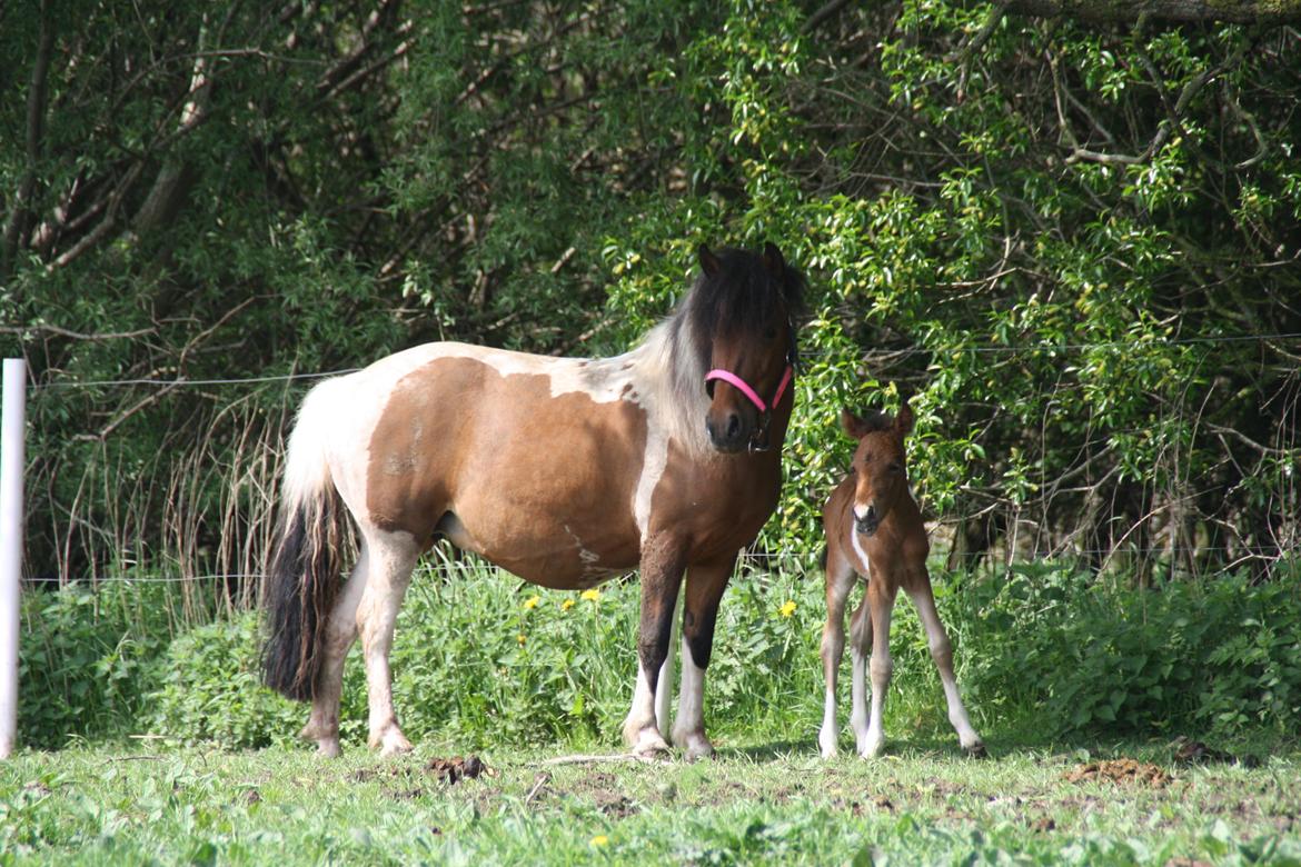 Anden særlig race Miss Casia - Mor og Casia billede 3