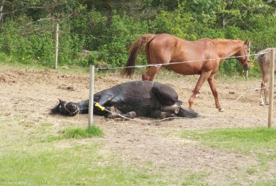 Anden særlig race Timon - Timon ruller sig, efter han blev vasket ;) billede 9