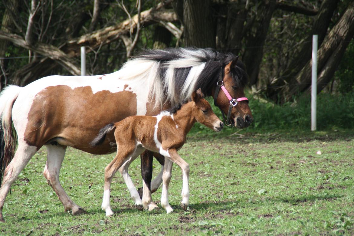 Anden særlig race Miss Casia billede 4
