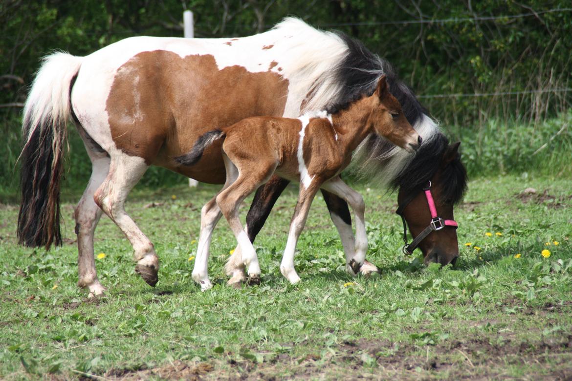 Anden særlig race Miss Casia billede 6