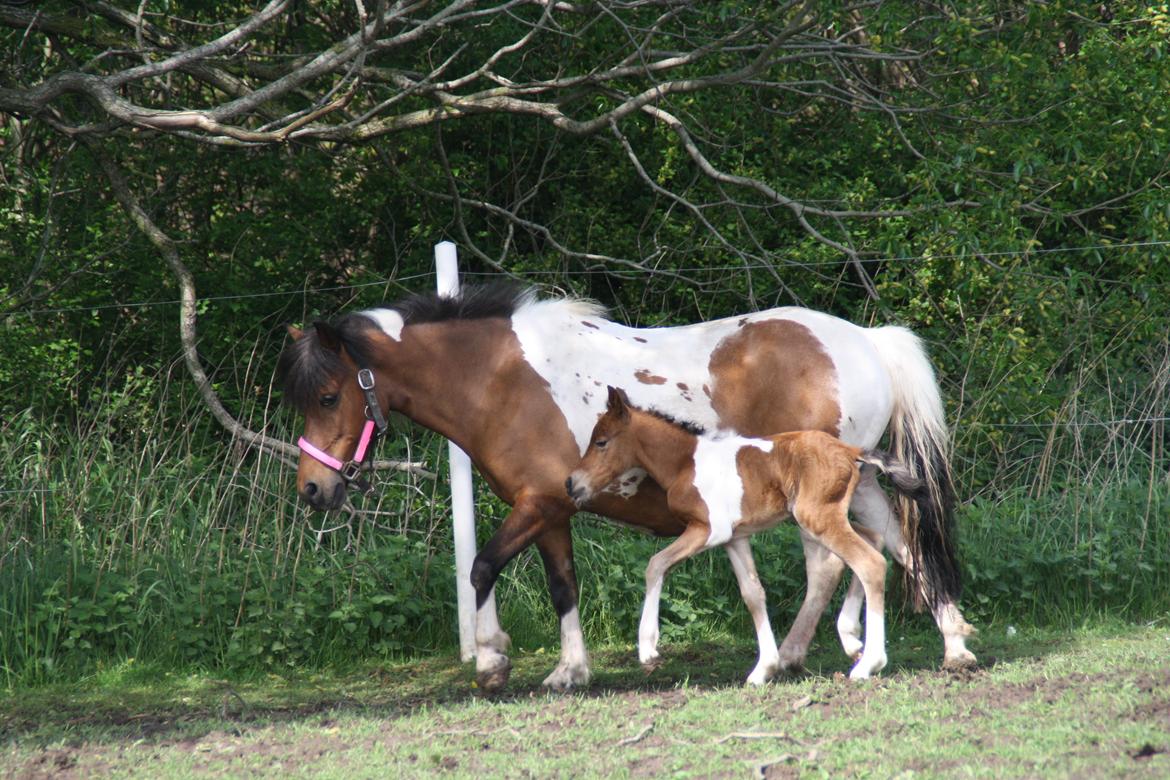 Anden særlig race Miss Casia billede 7