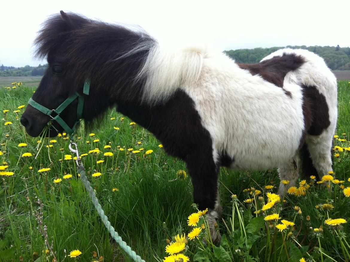 Shetlænder Dalbo´s Milton - Mille manden <3 - Maj 2013 
På sin 1 års fødselsdag <3 billede 6