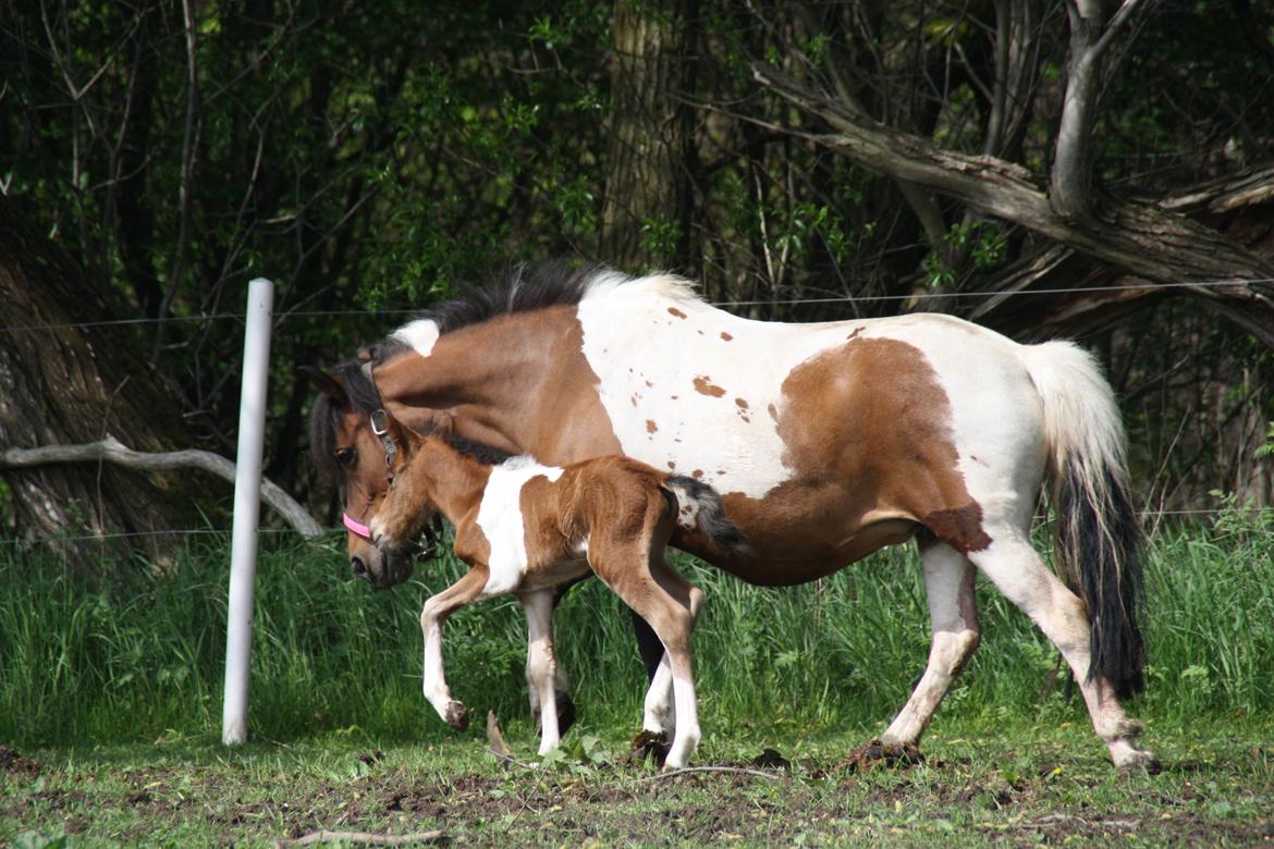 Anden særlig race Miss Casia billede 9