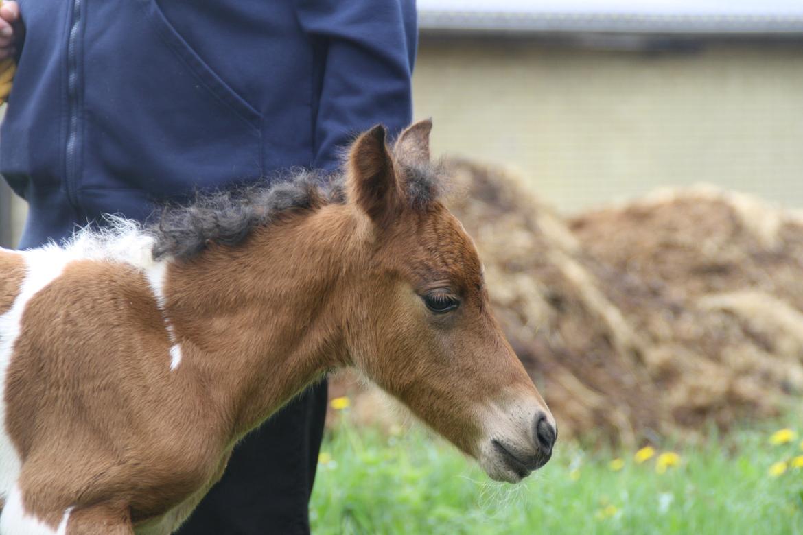 Anden særlig race Miss Casia billede 10