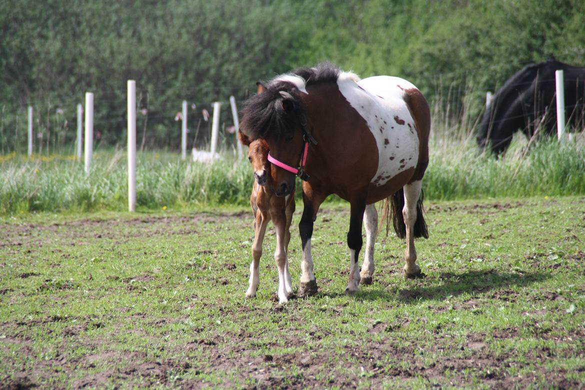 Anden særlig race Miss Casia billede 12