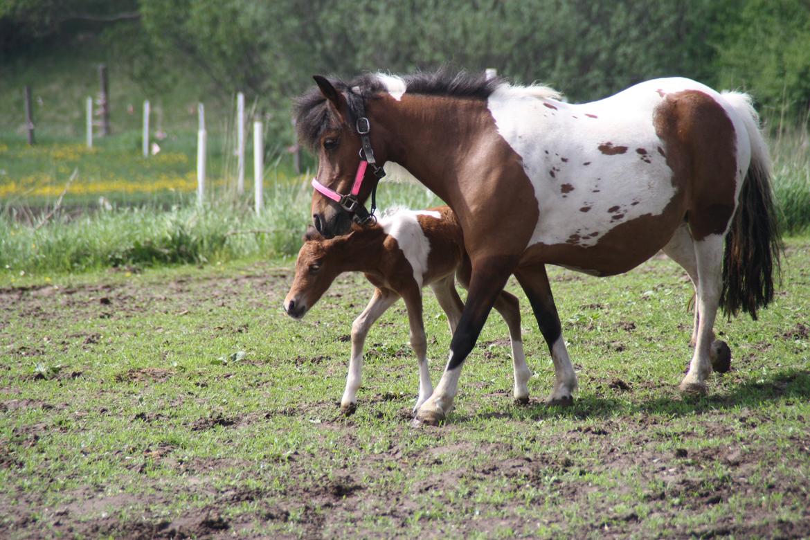 Anden særlig race Miss Casia billede 13