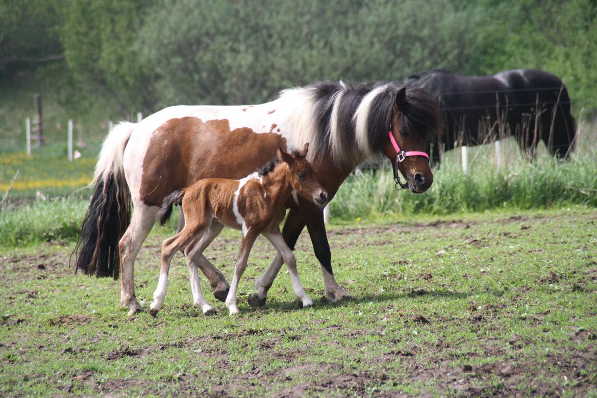 Anden særlig race Miss Casia billede 14
