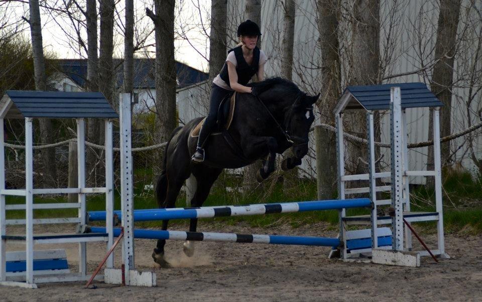 Anden særlig race Timon billede 13