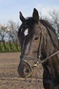 Anden særlig race Timon - Velkommen til Timons profil :) billede 1