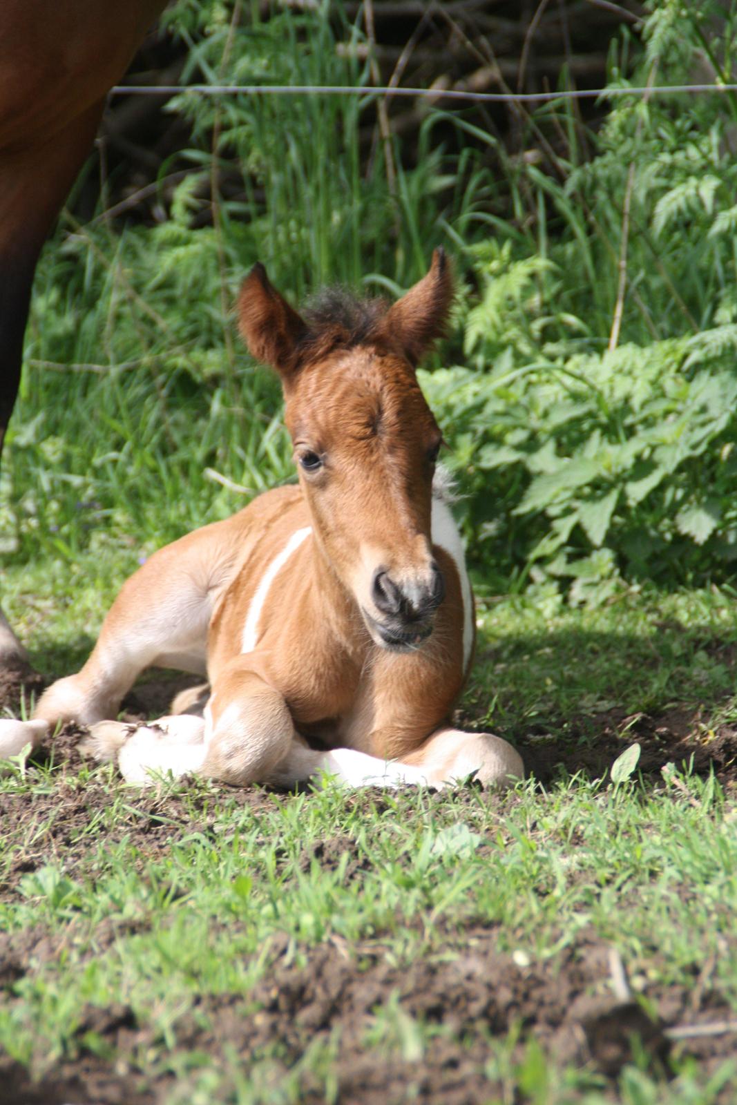 Anden særlig race Miss Casia billede 15