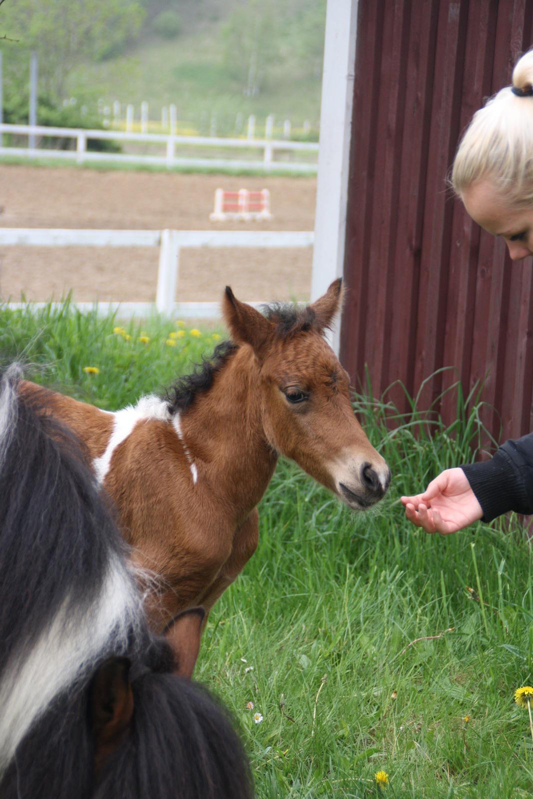 Anden særlig race Miss Casia billede 11