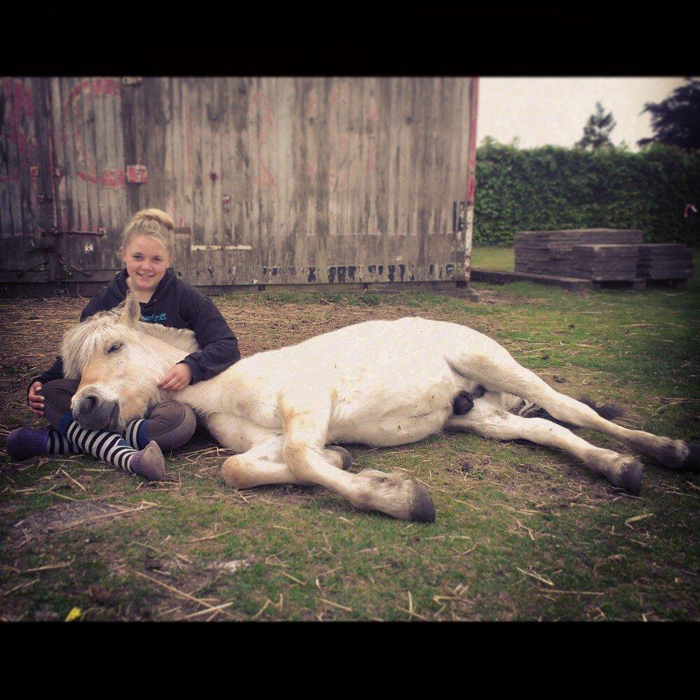 Fjordhest Egebæks Kasio. - Vi tager os lige en lur ! billede 17