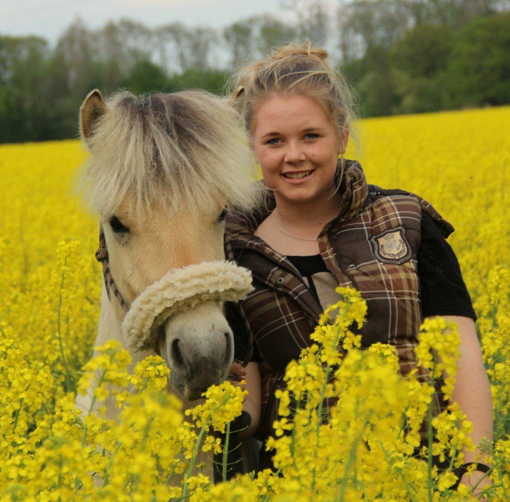 Fjordhest Egebæks Kasio. - Rapsmarkerne - 2013 billede 5