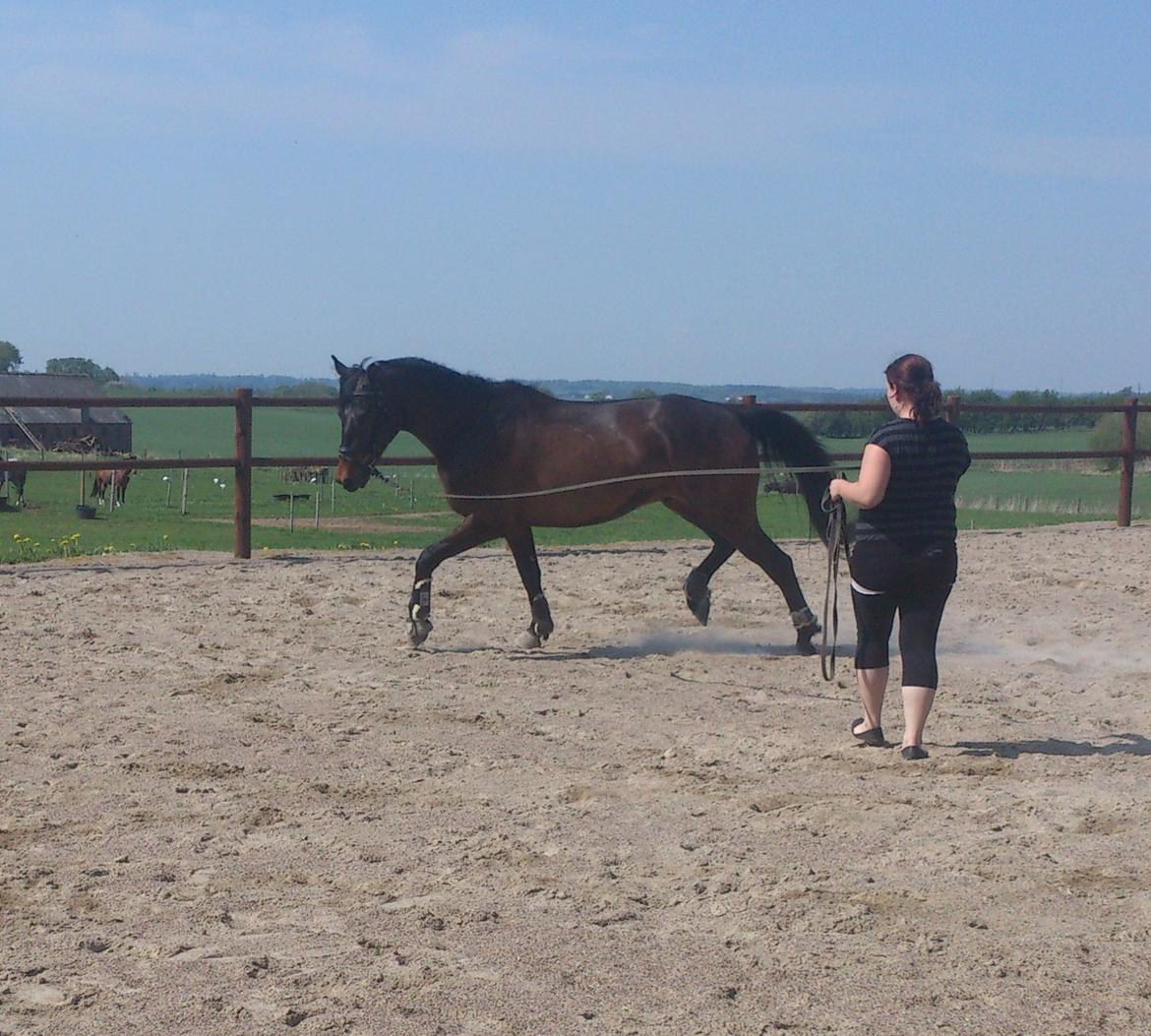 Dansk Varmblod Don Lucifer Di Maltractare - Da jeg var oppe at se ham :)  billede 7