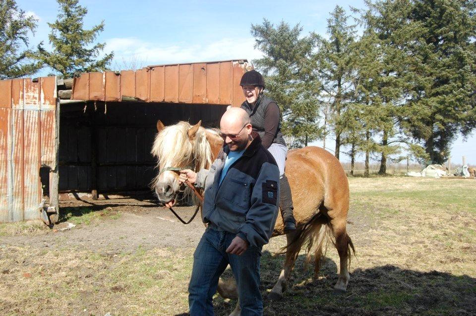 Haflinger Princess billede 16