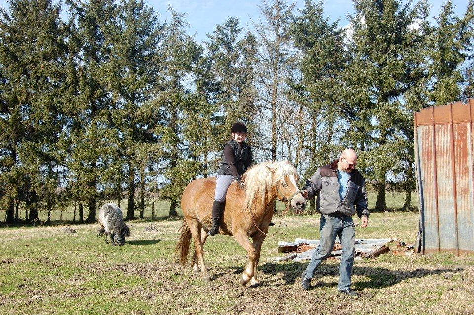 Haflinger Princess billede 17